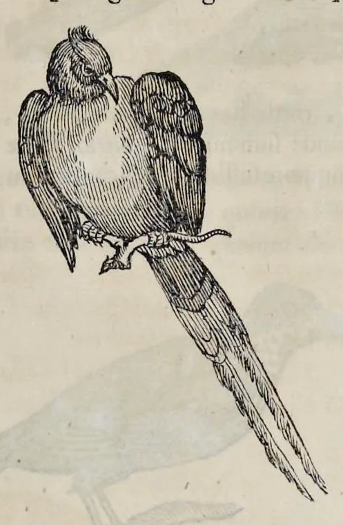 An illustration from Athanasii Kircheri è Soc. Jesu Arca Noë, in tres libros digesta : quorum I, De rebus quae ante diluvium : II, De iis, quae ipso diluvio ejusque duratione : III, De iis, quae post diluvium a Noëmo gesta sunt : quae omnia novâ methodo, nec non summa argumentorum varietate, explicantur & demonstrantur, 1675, leaf 126
