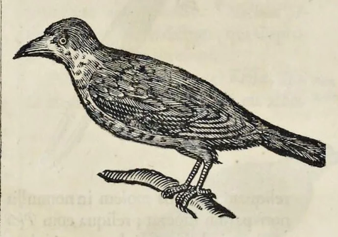 An illustration from Athanasii Kircheri è Soc. Jesu Arca Noë, in tres libros digesta : quorum I, De rebus quae ante diluvium : II, De iis, quae ipso diluvio ejusque duratione : III, De iis, quae post diluvium a Noëmo gesta sunt : quae omnia novâ methodo, nec non summa argumentorum varietate, explicantur & demonstrantur, 1675, leaf 127