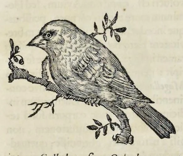 An illustration from Athanasii Kircheri è Soc. Jesu Arca Noë, in tres libros digesta : quorum I, De rebus quae ante diluvium : II, De iis, quae ipso diluvio ejusque duratione : III, De iis, quae post diluvium a Noëmo gesta sunt : quae omnia novâ methodo, nec non summa argumentorum varietate, explicantur & demonstrantur, 1675, leaf 127