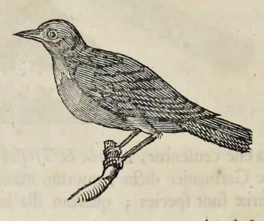 An illustration from Athanasii Kircheri è Soc. Jesu Arca Noë, in tres libros digesta : quorum I, De rebus quae ante diluvium : II, De iis, quae ipso diluvio ejusque duratione : III, De iis, quae post diluvium a Noëmo gesta sunt : quae omnia novâ methodo, nec non summa argumentorum varietate, explicantur & demonstrantur, 1675, leaf 129