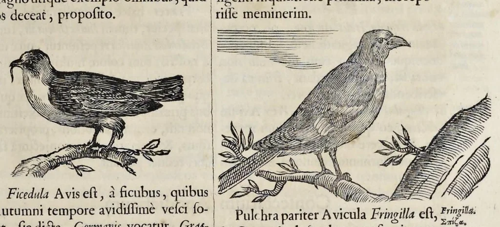 An illustration from Athanasii Kircheri è Soc. Jesu Arca Noë, in tres libros digesta : quorum I, De rebus quae ante diluvium : II, De iis, quae ipso diluvio ejusque duratione : III, De iis, quae post diluvium a Noëmo gesta sunt : quae omnia novâ methodo, nec non summa argumentorum varietate, explicantur & demonstrantur, 1675, leaf 130
