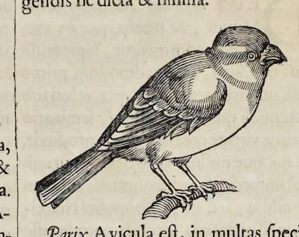 An illustration from Athanasii Kircheri è Soc. Jesu Arca Noë, in tres libros digesta : quorum I, De rebus quae ante diluvium : II, De iis, quae ipso diluvio ejusque duratione : III, De iis, quae post diluvium a Noëmo gesta sunt : quae omnia novâ methodo, nec non summa argumentorum varietate, explicantur & demonstrantur, 1675, leaf 130