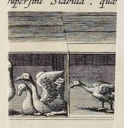 An illustration from Athanasii Kircheri è Soc. Jesu Arca Noë, in tres libros digesta : quorum I, De rebus quae ante diluvium : II, De iis, quae ipso diluvio ejusque duratione : III, De iis, quae post diluvium a Noëmo gesta sunt : quae omnia novâ methodo, nec non summa argumentorum varietate, explicantur & demonstrantur, 1675, leaf 163