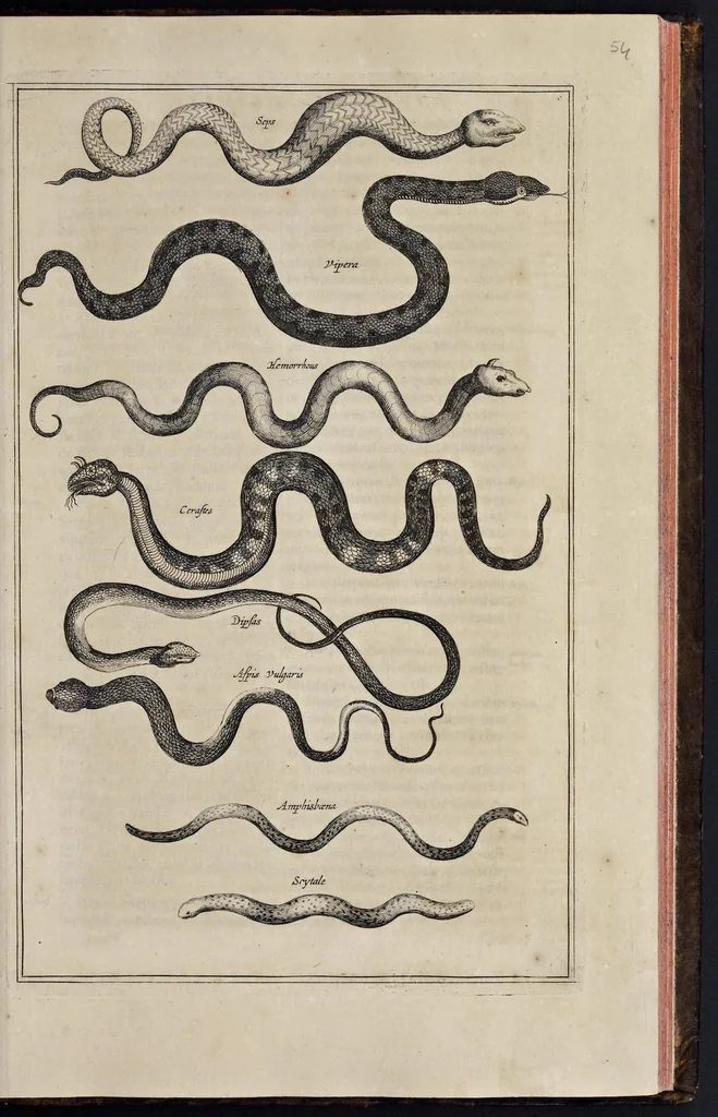An illustration from Athanasii Kircheri è Soc. Jesu Arca Noë, in tres libros digesta : quorum I, De rebus quae ante diluvium : II, De iis, quae ipso diluvio ejusque duratione : III, De iis, quae post diluvium a Noëmo gesta sunt : quae omnia novâ methodo, nec non summa argumentorum varietate, explicantur & demonstrantur, 1675, leaf 90
