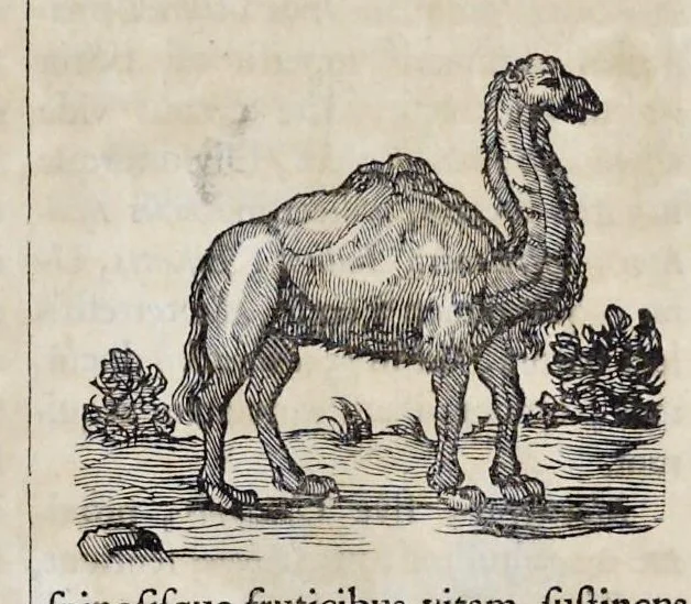 An illustration from Athanasii Kircheri è Soc. Jesu Arca Noë, in tres libros digesta : quorum I, De rebus quae ante diluvium : II, De iis, quae ipso diluvio ejusque duratione : III, De iis, quae post diluvium a Noëmo gesta sunt : quae omnia novâ methodo, nec non summa argumentorum varietate, explicantur & demonstrantur, 1675, leaf 94