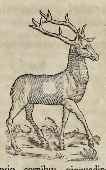 An illustration from Athanasii Kircheri è Soc. Jesu Arca Noë, in tres libros digesta : quorum I, De rebus quae ante diluvium : II, De iis, quae ipso diluvio ejusque duratione : III, De iis, quae post diluvium a Noëmo gesta sunt : quae omnia novâ methodo, nec non summa argumentorum varietate, explicantur & demonstrantur, 1675, leaf 98