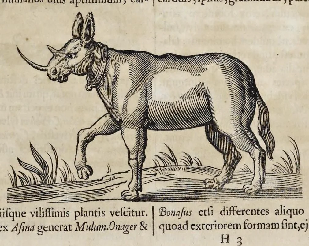 An illustration from Athanasii Kircheri è Soc. Jesu Arca Noë, in tres libros digesta : quorum I, De rebus quae ante diluvium : II, De iis, quae ipso diluvio ejusque duratione : III, De iis, quae post diluvium a Noëmo gesta sunt : quae omnia novâ methodo, nec non summa argumentorum varietate, explicantur & demonstrantur, 1675, leaf 98