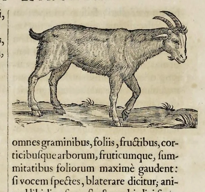 An illustration from Athanasii Kircheri è Soc. Jesu Arca Noë, in tres libros digesta : quorum I, De rebus quae ante diluvium : II, De iis, quae ipso diluvio ejusque duratione : III, De iis, quae post diluvium a Noëmo gesta sunt : quae omnia novâ methodo, nec non summa argumentorum varietate, explicantur & demonstrantur, 1675, leaf 99