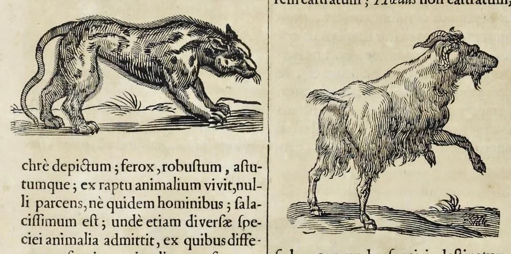 An illustration from Athanasii Kircheri è Soc. Jesu Arca Noë, in tres libros digesta : quorum I, De rebus quae ante diluvium : II, De iis, quae ipso diluvio ejusque duratione : III, De iis, quae post diluvium a Noëmo gesta sunt : quae omnia novâ methodo, nec non summa argumentorum varietate, explicantur & demonstrantur, 1675, leaf 99