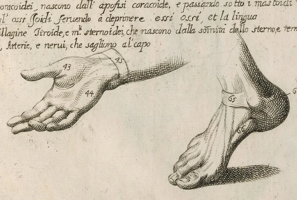 An illustration from Cognitione de muscoli del corpo humano per il disegno / opera de Carlo Cesio, 1679, leaf 12