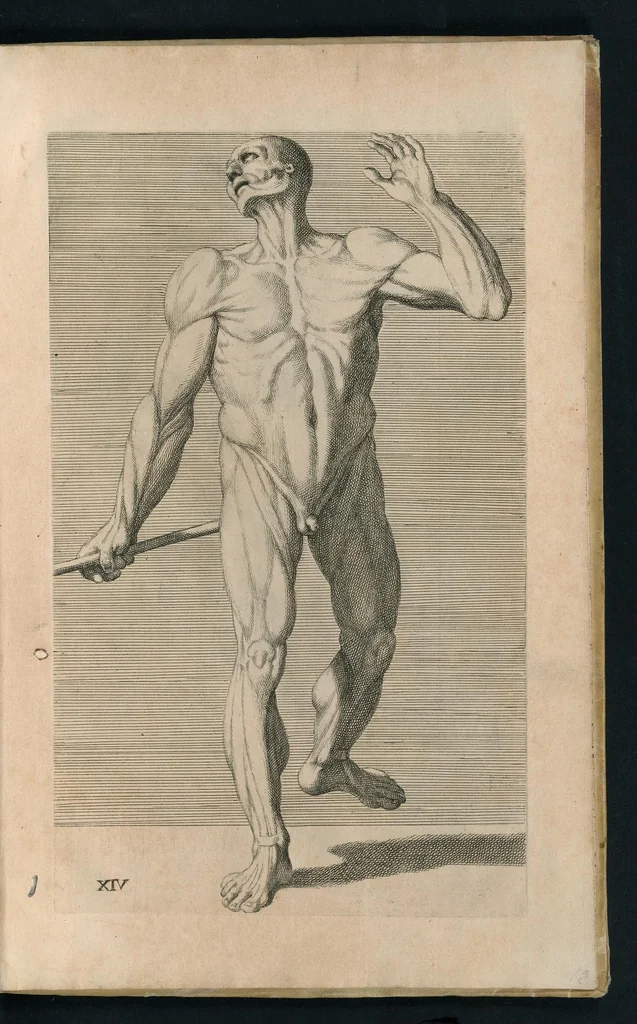 An illustration from Cognitione de muscoli del corpo humano per il disegno / opera de Carlo Cesio, 1679, leaf 28