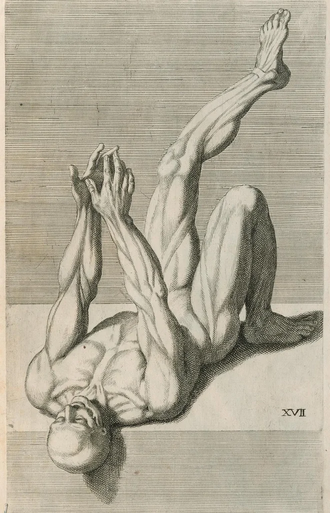 An illustration from Cognitione de muscoli del corpo humano per il disegno / opera de Carlo Cesio, 1679, leaf 34