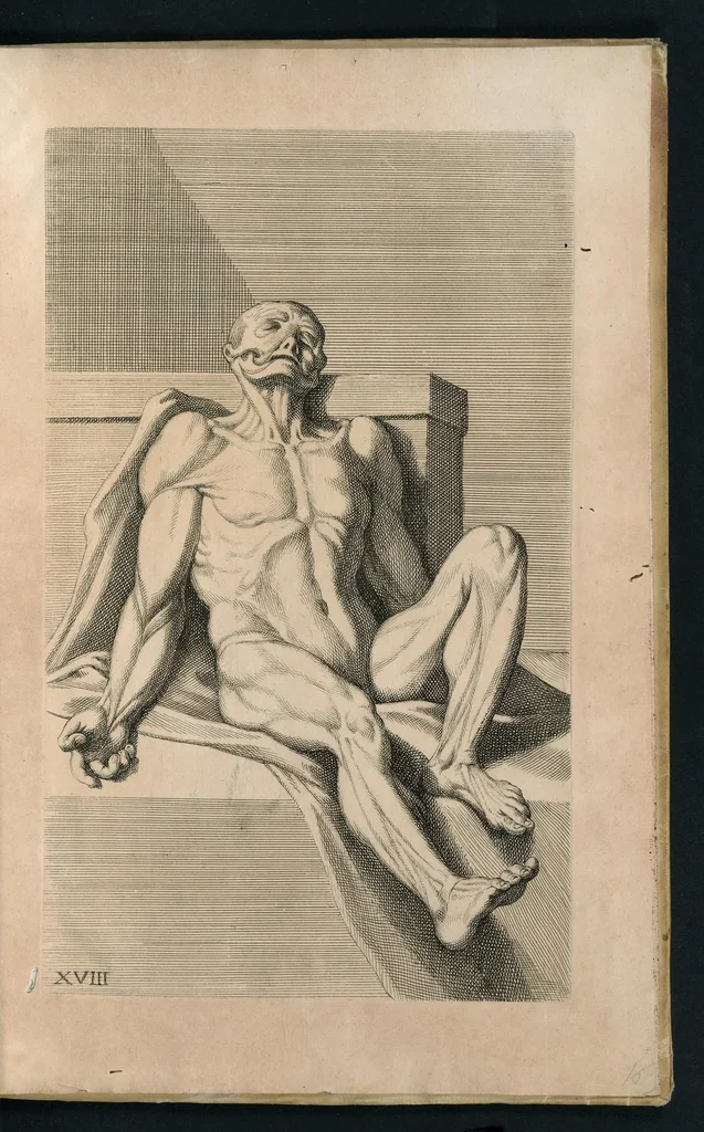 An illustration from Cognitione de muscoli del corpo humano per il disegno / opera de Carlo Cesio, 1679, leaf 36