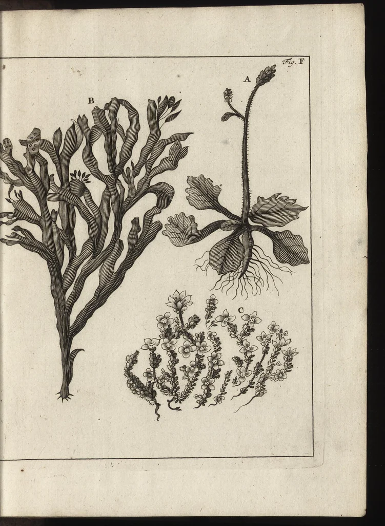 An illustration from De noordsche weereld : vertoond in twee nieuwe, aenmercklijcke, derwaerts gedaene reysen : d'eene, van de heer Martiniere door Norweegen, Lapland, Boranday, Siberien, Samojessie, Ys-land, Groenland en Nova-Zembla ... : dandre, van de Hamburger Frederick Martens, verright nae Spitsbergen of Groenland, in't jaer 1671 ..., 1685, leaf 390