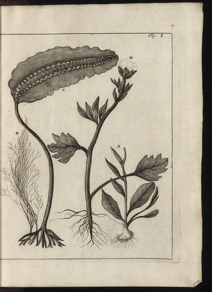 An illustration from De noordsche weereld : vertoond in twee nieuwe, aenmercklijcke, derwaerts gedaene reysen : d'eene, van de heer Martiniere door Norweegen, Lapland, Boranday, Siberien, Samojessie, Ys-land, Groenland en Nova-Zembla ... : dandre, van de Hamburger Frederick Martens, verright nae Spitsbergen of Groenland, in't jaer 1671 ..., 1685, leaf 396