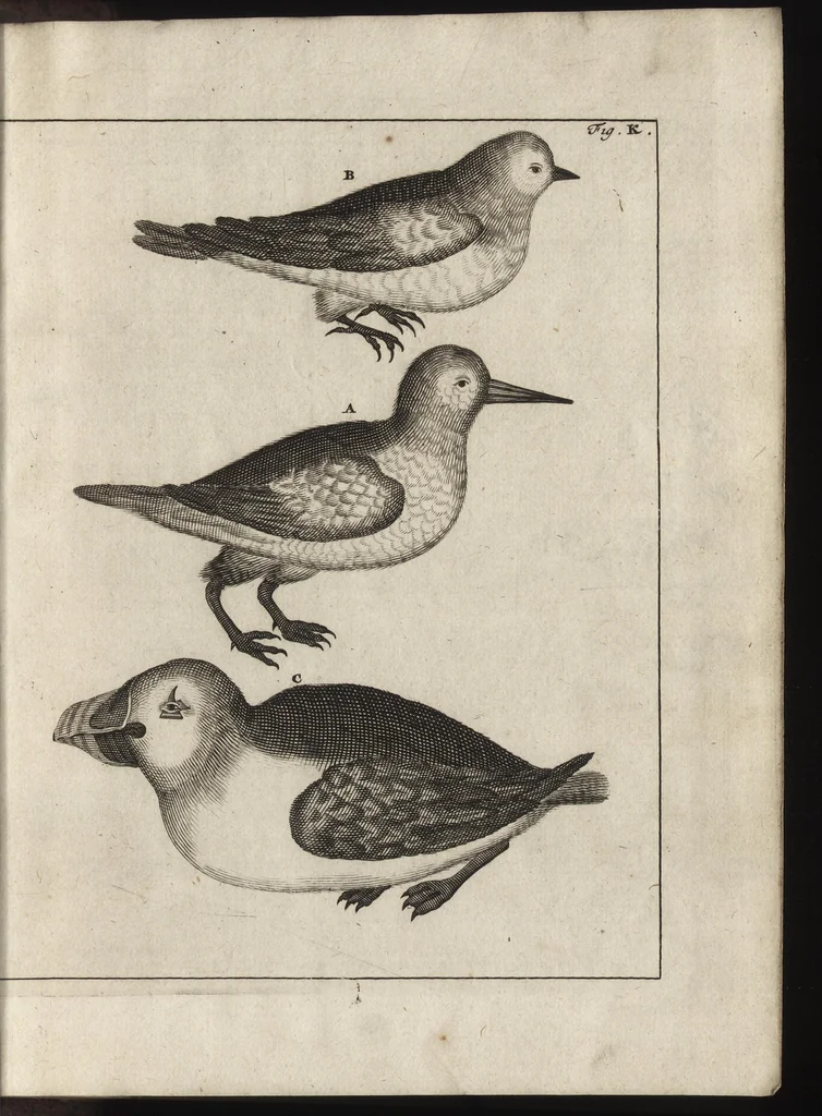An illustration from De noordsche weereld : vertoond in twee nieuwe, aenmercklijcke, derwaerts gedaene reysen : d'eene, van de heer Martiniere door Norweegen, Lapland, Boranday, Siberien, Samojessie, Ys-land, Groenland en Nova-Zembla ... : dandre, van de Hamburger Frederick Martens, verright nae Spitsbergen of Groenland, in't jaer 1671 ..., 1685, leaf 398