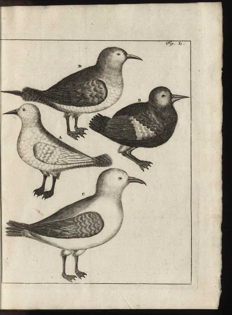 An illustration from De noordsche weereld : vertoond in twee nieuwe, aenmercklijcke, derwaerts gedaene reysen : d'eene, van de heer Martiniere door Norweegen, Lapland, Boranday, Siberien, Samojessie, Ys-land, Groenland en Nova-Zembla ... : dandre, van de Hamburger Frederick Martens, verright nae Spitsbergen of Groenland, in't jaer 1671 ..., 1685, leaf 400