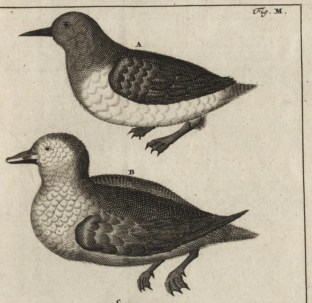 An illustration from De noordsche weereld : vertoond in twee nieuwe, aenmercklijcke, derwaerts gedaene reysen : d'eene, van de heer Martiniere door Norweegen, Lapland, Boranday, Siberien, Samojessie, Ys-land, Groenland en Nova-Zembla ... : dandre, van de Hamburger Frederick Martens, verright nae Spitsbergen of Groenland, in't jaer 1671 ..., 1685, leaf 402
