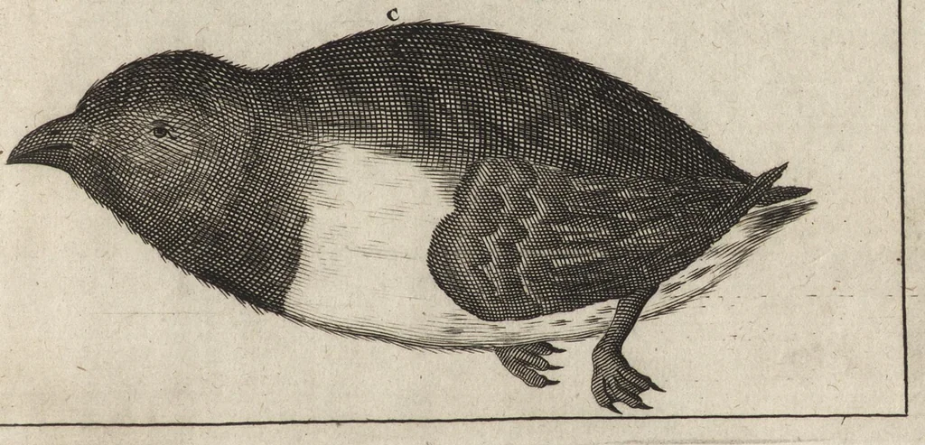 An illustration from De noordsche weereld : vertoond in twee nieuwe, aenmercklijcke, derwaerts gedaene reysen : d'eene, van de heer Martiniere door Norweegen, Lapland, Boranday, Siberien, Samojessie, Ys-land, Groenland en Nova-Zembla ... : dandre, van de Hamburger Frederick Martens, verright nae Spitsbergen of Groenland, in't jaer 1671 ..., 1685, leaf 402