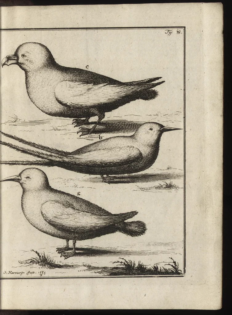 An illustration from De noordsche weereld : vertoond in twee nieuwe, aenmercklijcke, derwaerts gedaene reysen : d'eene, van de heer Martiniere door Norweegen, Lapland, Boranday, Siberien, Samojessie, Ys-land, Groenland en Nova-Zembla ... : dandre, van de Hamburger Frederick Martens, verright nae Spitsbergen of Groenland, in't jaer 1671 ..., 1685, leaf 404