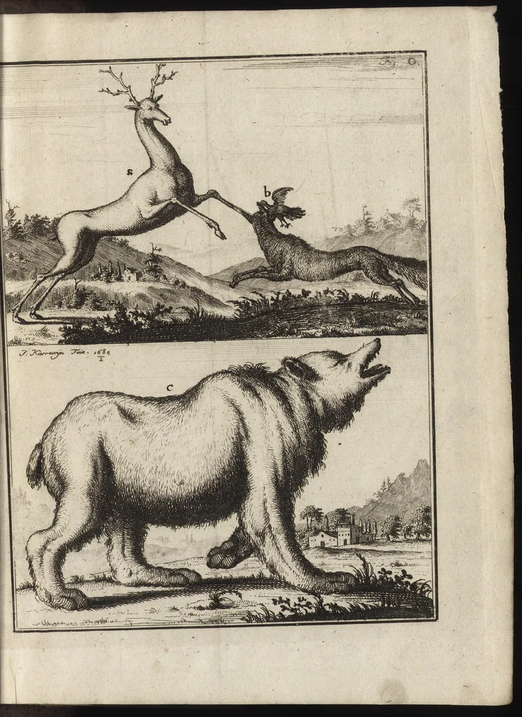An illustration from De noordsche weereld : vertoond in twee nieuwe, aenmercklijcke, derwaerts gedaene reysen : d'eene, van de heer Martiniere door Norweegen, Lapland, Boranday, Siberien, Samojessie, Ys-land, Groenland en Nova-Zembla ... : dandre, van de Hamburger Frederick Martens, verright nae Spitsbergen of Groenland, in't jaer 1671 ..., 1685, leaf 406