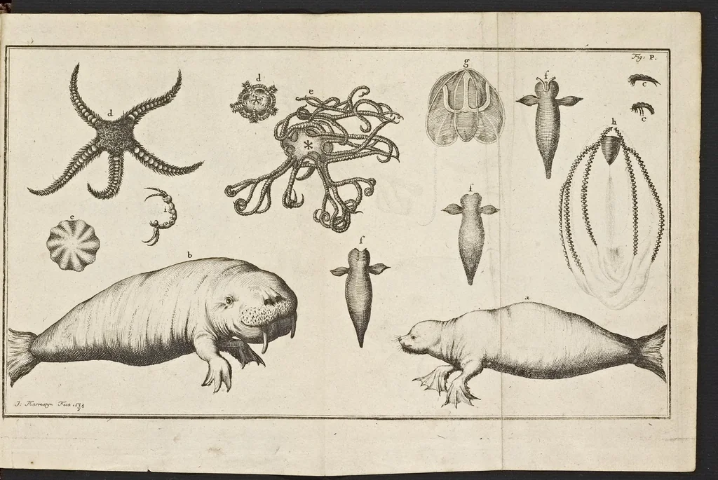 An illustration from De noordsche weereld : vertoond in twee nieuwe, aenmercklijcke, derwaerts gedaene reysen : d'eene, van de heer Martiniere door Norweegen, Lapland, Boranday, Siberien, Samojessie, Ys-land, Groenland en Nova-Zembla ... : dandre, van de Hamburger Frederick Martens, verright nae Spitsbergen of Groenland, in't jaer 1671 ..., 1685, leaf 408