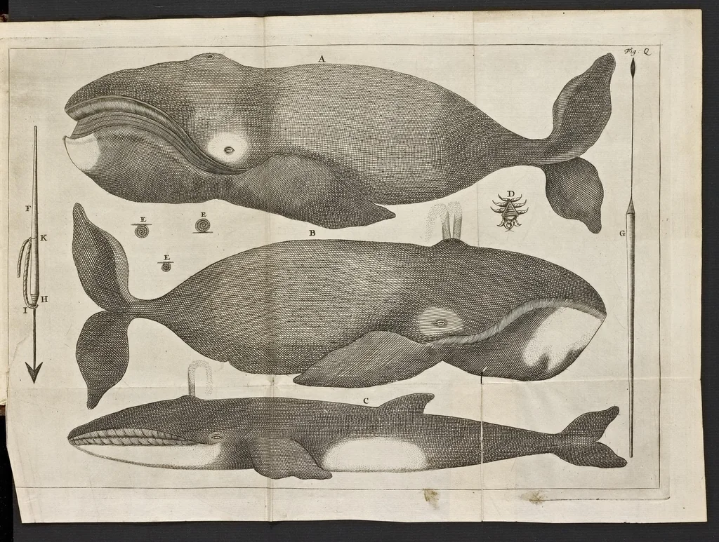 An illustration from De noordsche weereld : vertoond in twee nieuwe, aenmercklijcke, derwaerts gedaene reysen : d'eene, van de heer Martiniere door Norweegen, Lapland, Boranday, Siberien, Samojessie, Ys-land, Groenland en Nova-Zembla ... : dandre, van de Hamburger Frederick Martens, verright nae Spitsbergen of Groenland, in't jaer 1671 ..., 1685, leaf 410
