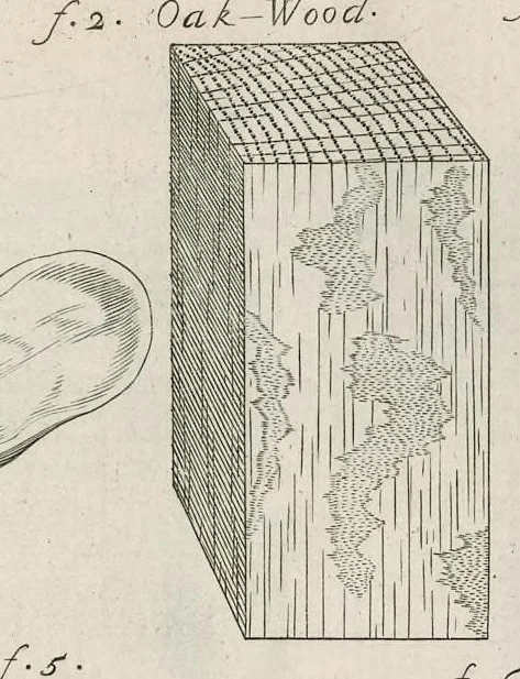 An illustration from The anatomy of plants : with, An idea of a philosophical history of plants, and several other lectures, 1682, leaf 386