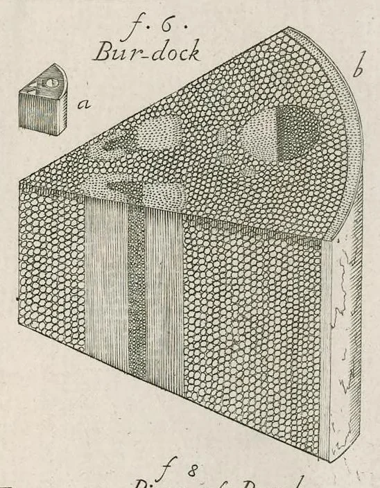 An illustration from The anatomy of plants : with, An idea of a philosophical history of plants, and several other lectures, 1682, leaf 386