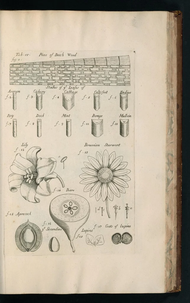 An illustration from The anatomy of plants : with, An idea of a philosophical history of plants, and several other lectures, 1682, leaf 388
