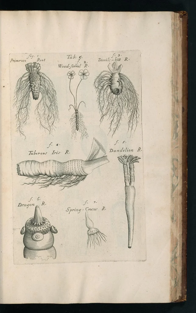 An illustration from The anatomy of plants : with, An idea of a philosophical history of plants, and several other lectures, 1682, leaf 390