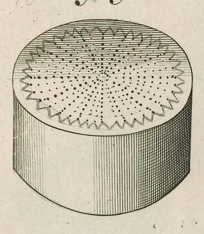 An illustration from The anatomy of plants : with, An idea of a philosophical history of plants, and several other lectures, 1682, leaf 394