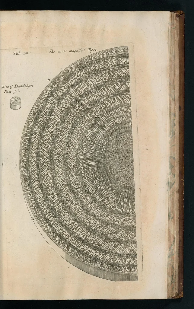 An illustration from The anatomy of plants : with, An idea of a philosophical history of plants, and several other lectures, 1682, leaf 406