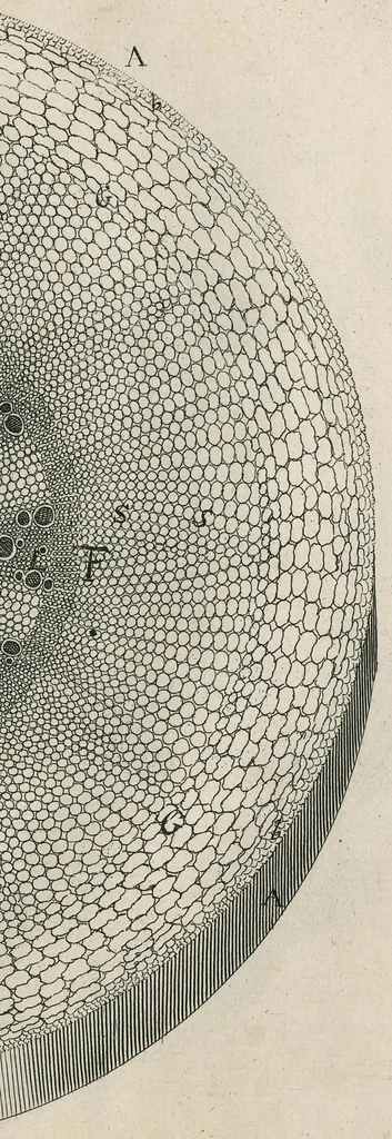 An illustration from The anatomy of plants : with, An idea of a philosophical history of plants, and several other lectures, 1682, leaf 410
