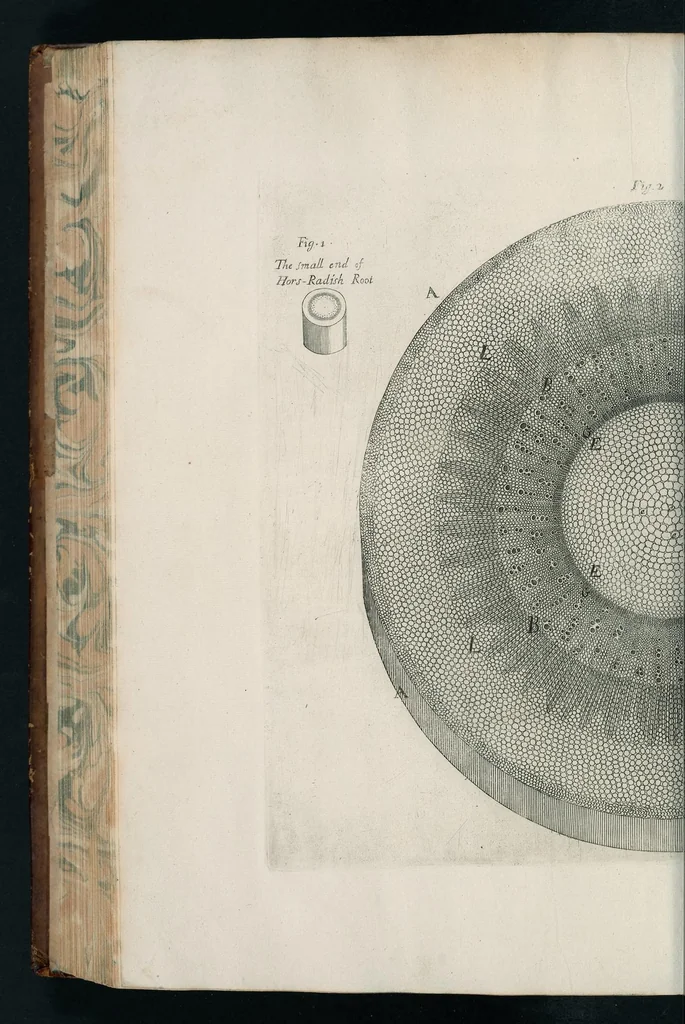 An illustration from The anatomy of plants : with, An idea of a philosophical history of plants, and several other lectures, 1682, leaf 413