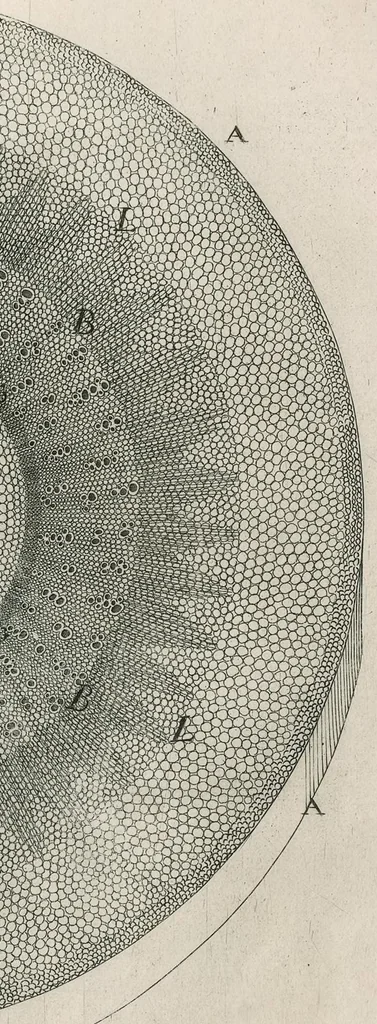 An illustration from The anatomy of plants : with, An idea of a philosophical history of plants, and several other lectures, 1682, leaf 414