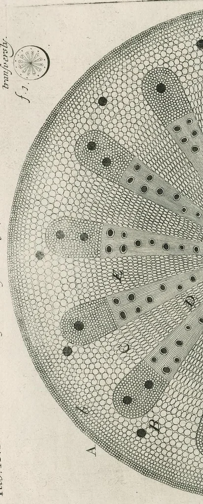An illustration from The anatomy of plants : with, An idea of a philosophical history of plants, and several other lectures, 1682, leaf 417