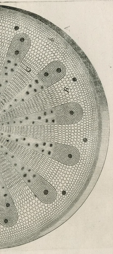 An illustration from The anatomy of plants : with, An idea of a philosophical history of plants, and several other lectures, 1682, leaf 418