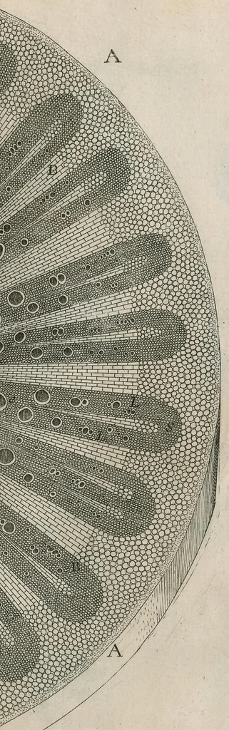 An illustration from The anatomy of plants : with, An idea of a philosophical history of plants, and several other lectures, 1682, leaf 422