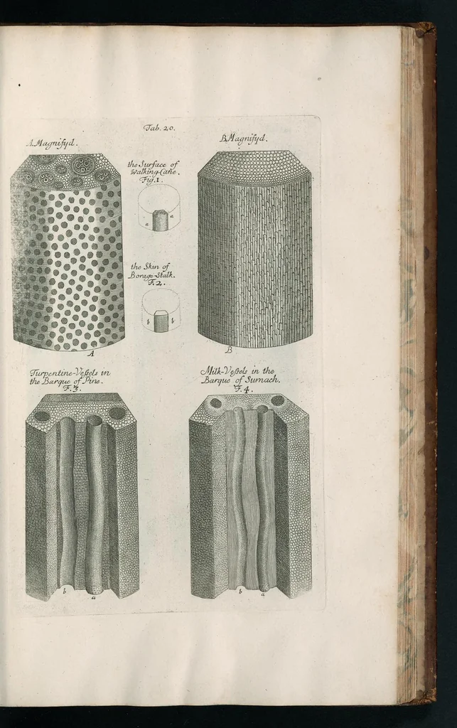 An illustration from The anatomy of plants : with, An idea of a philosophical history of plants, and several other lectures, 1682, leaf 426