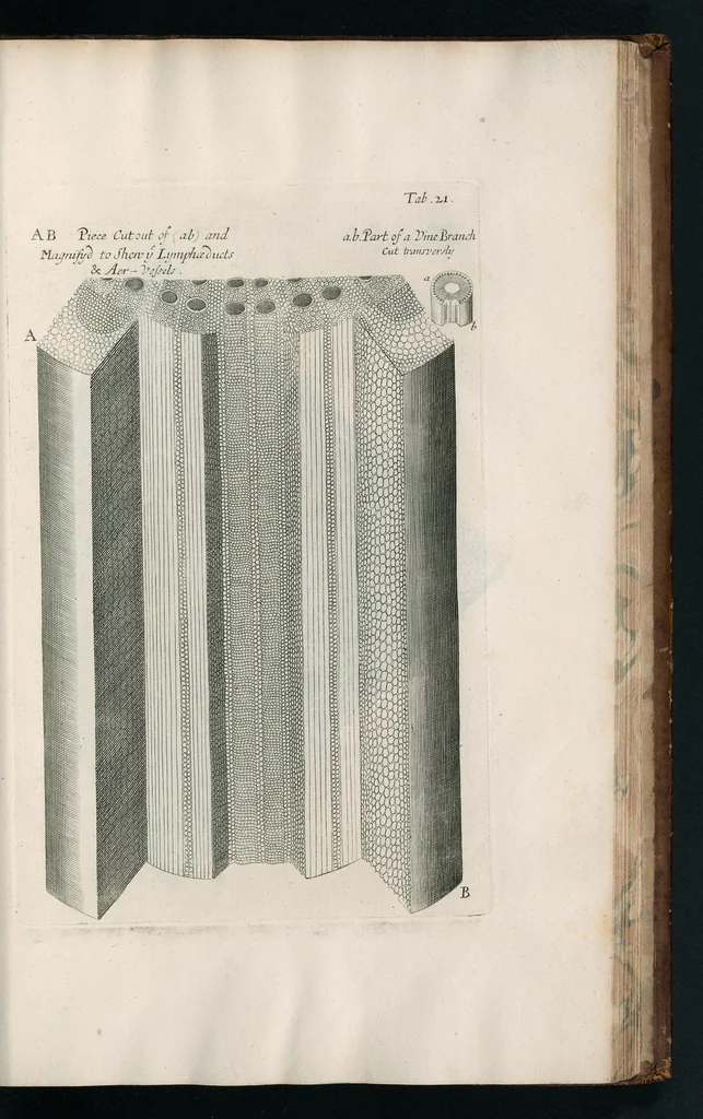 An illustration from The anatomy of plants : with, An idea of a philosophical history of plants, and several other lectures, 1682, leaf 428