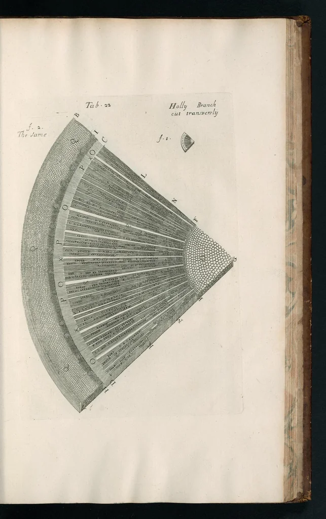 An illustration from The anatomy of plants : with, An idea of a philosophical history of plants, and several other lectures, 1682, leaf 430