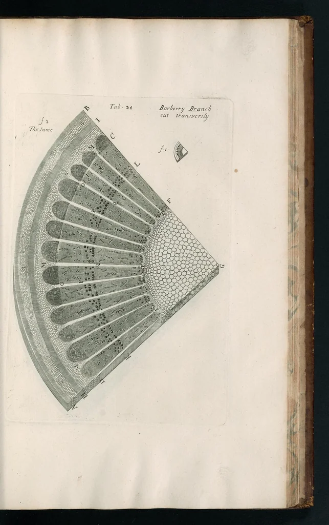 An illustration from The anatomy of plants : with, An idea of a philosophical history of plants, and several other lectures, 1682, leaf 434
