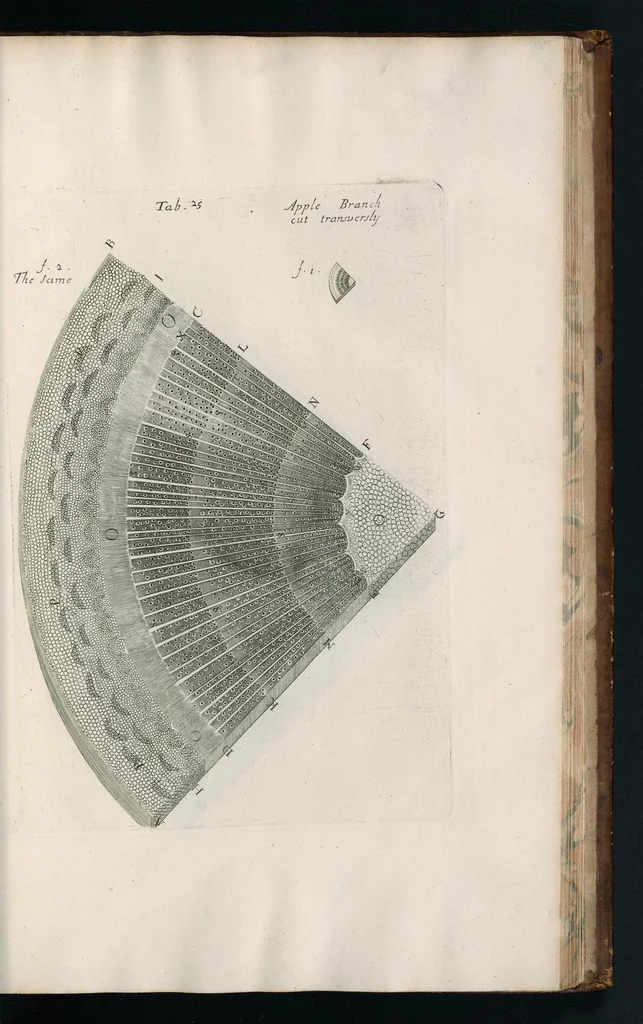 An illustration from The anatomy of plants : with, An idea of a philosophical history of plants, and several other lectures, 1682, leaf 436