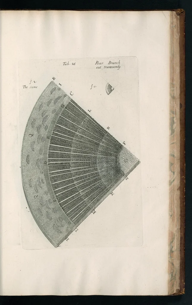 An illustration from The anatomy of plants : with, An idea of a philosophical history of plants, and several other lectures, 1682, leaf 438