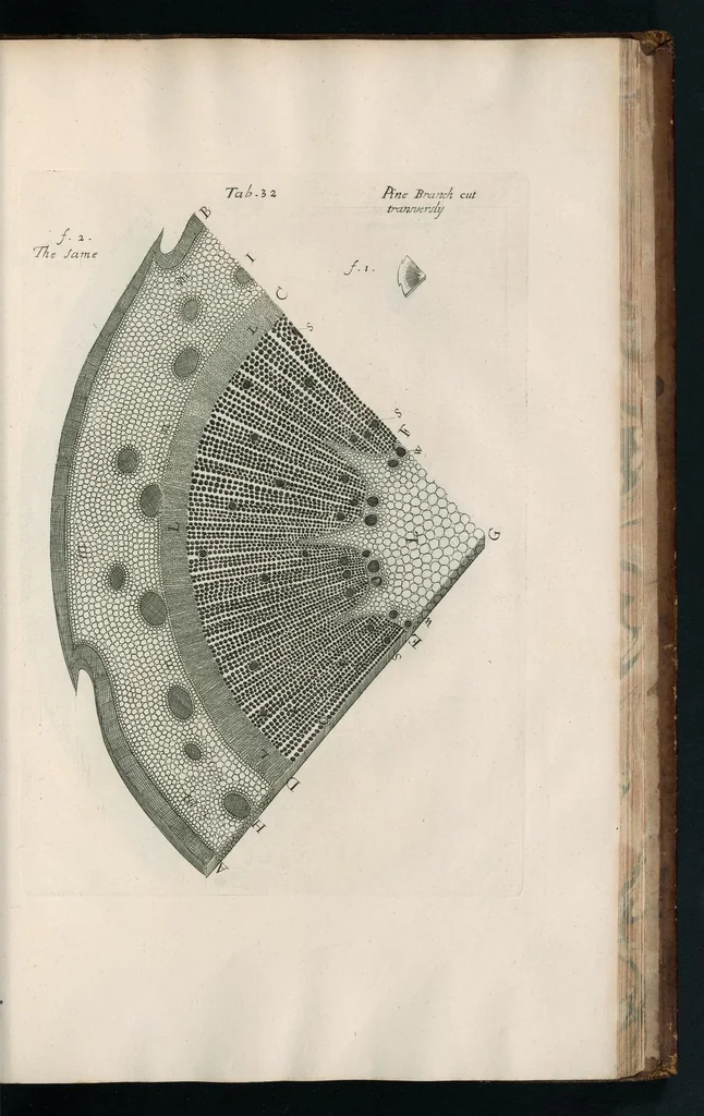 An illustration from The anatomy of plants : with, An idea of a philosophical history of plants, and several other lectures, 1682, leaf 450