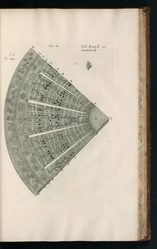 An illustration from The anatomy of plants : with, An idea of a philosophical history of plants, and several other lectures, 1682, leaf 452