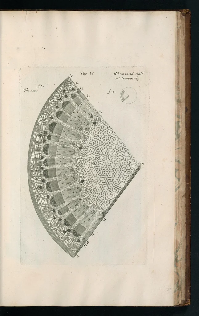 An illustration from The anatomy of plants : with, An idea of a philosophical history of plants, and several other lectures, 1682, leaf 456