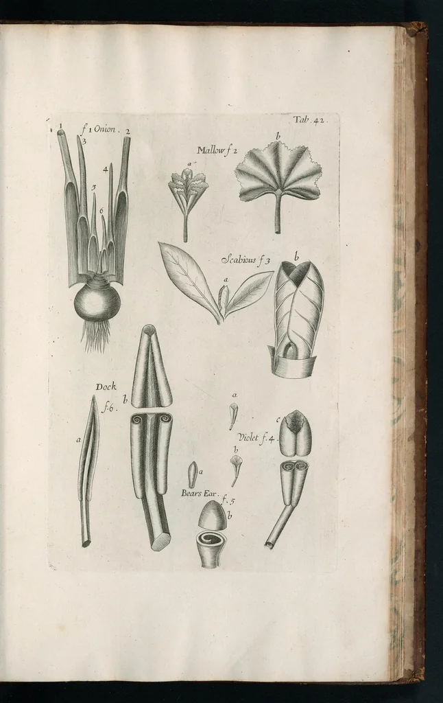 An illustration from The anatomy of plants : with, An idea of a philosophical history of plants, and several other lectures, 1682, leaf 472