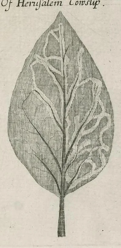 An illustration from The anatomy of plants : with, An idea of a philosophical history of plants, and several other lectures, 1682, leaf 474